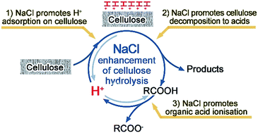 Mechanistic understanding of salt-assisted autocatalytic hydrolysis of cellulose